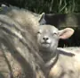 One of the original Frogsbottom sheep