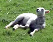 A sheep lying in a field in Rutland