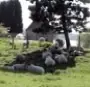Sheep sheltering in the shadow of a tree